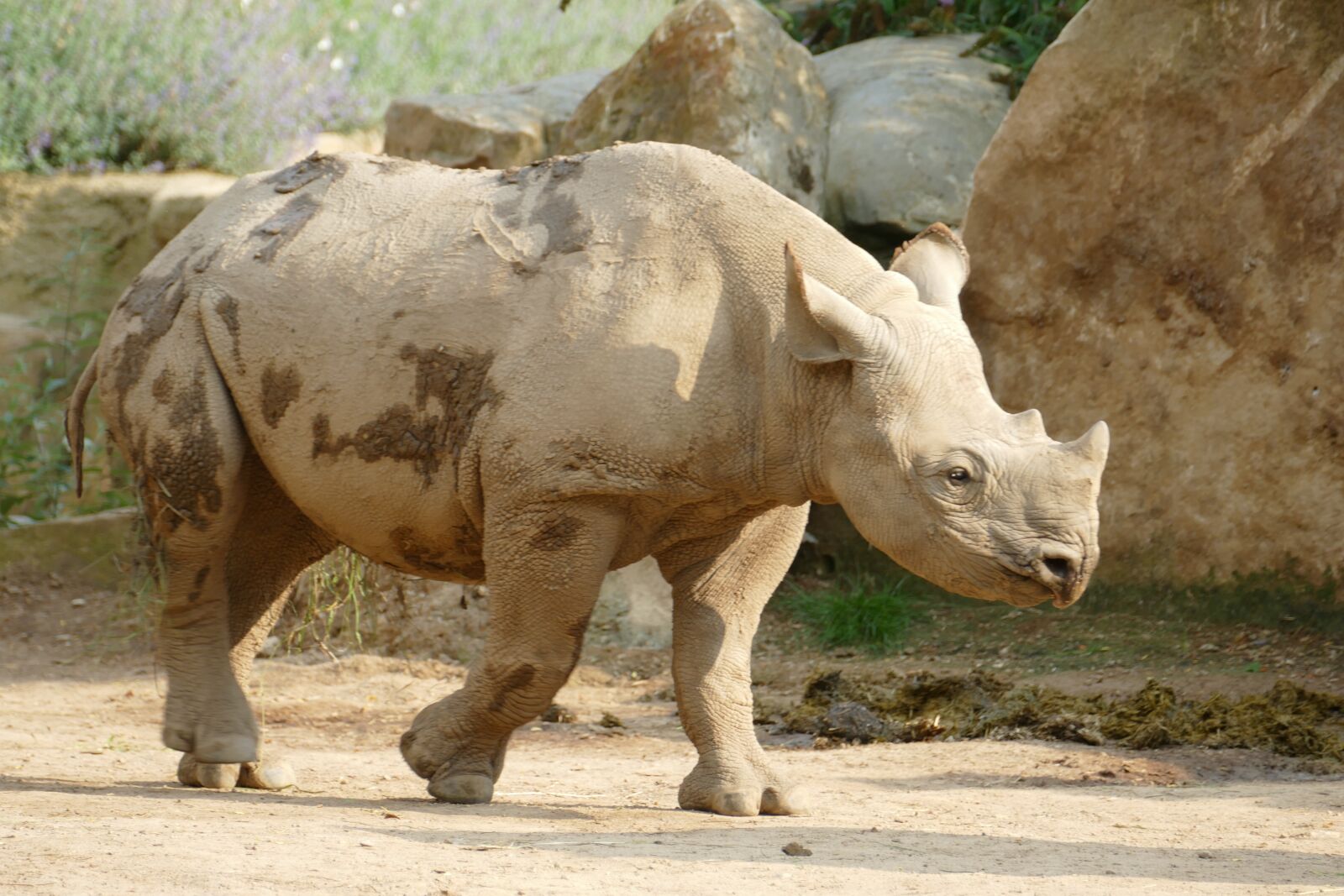 Panasonic Lumix DMC-FZ1000 sample photo. Rhino, zoo, animal photography
