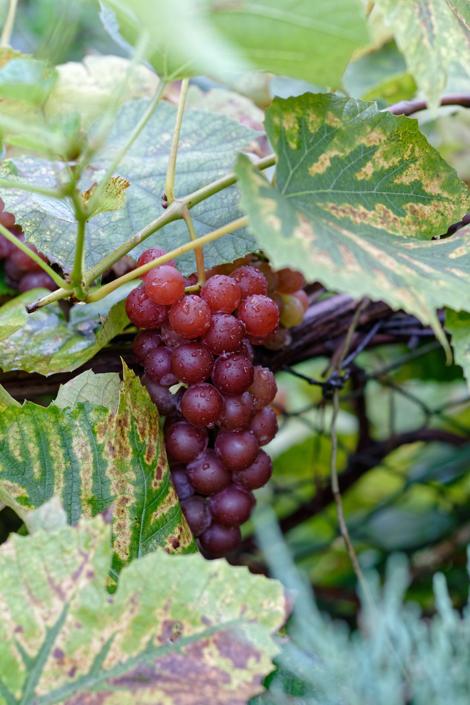 Nikon D5200 sample photo. Bunch of grapes, grapes photography