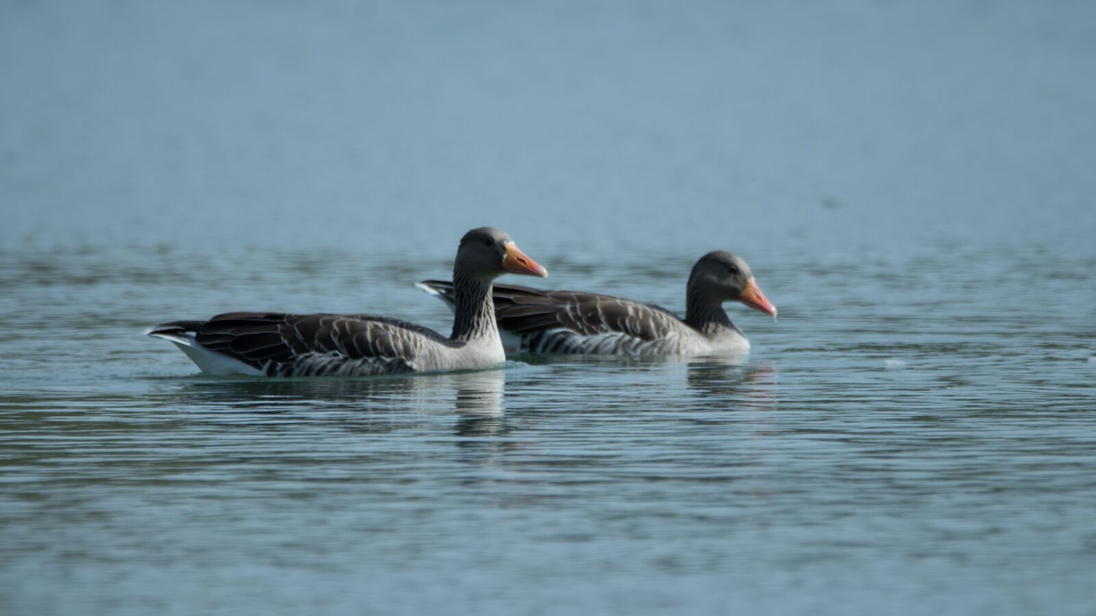 150-600mm F5-6.3 DG OS HSM | Contemporary 015 sample photo. Lake, geese, nature photography