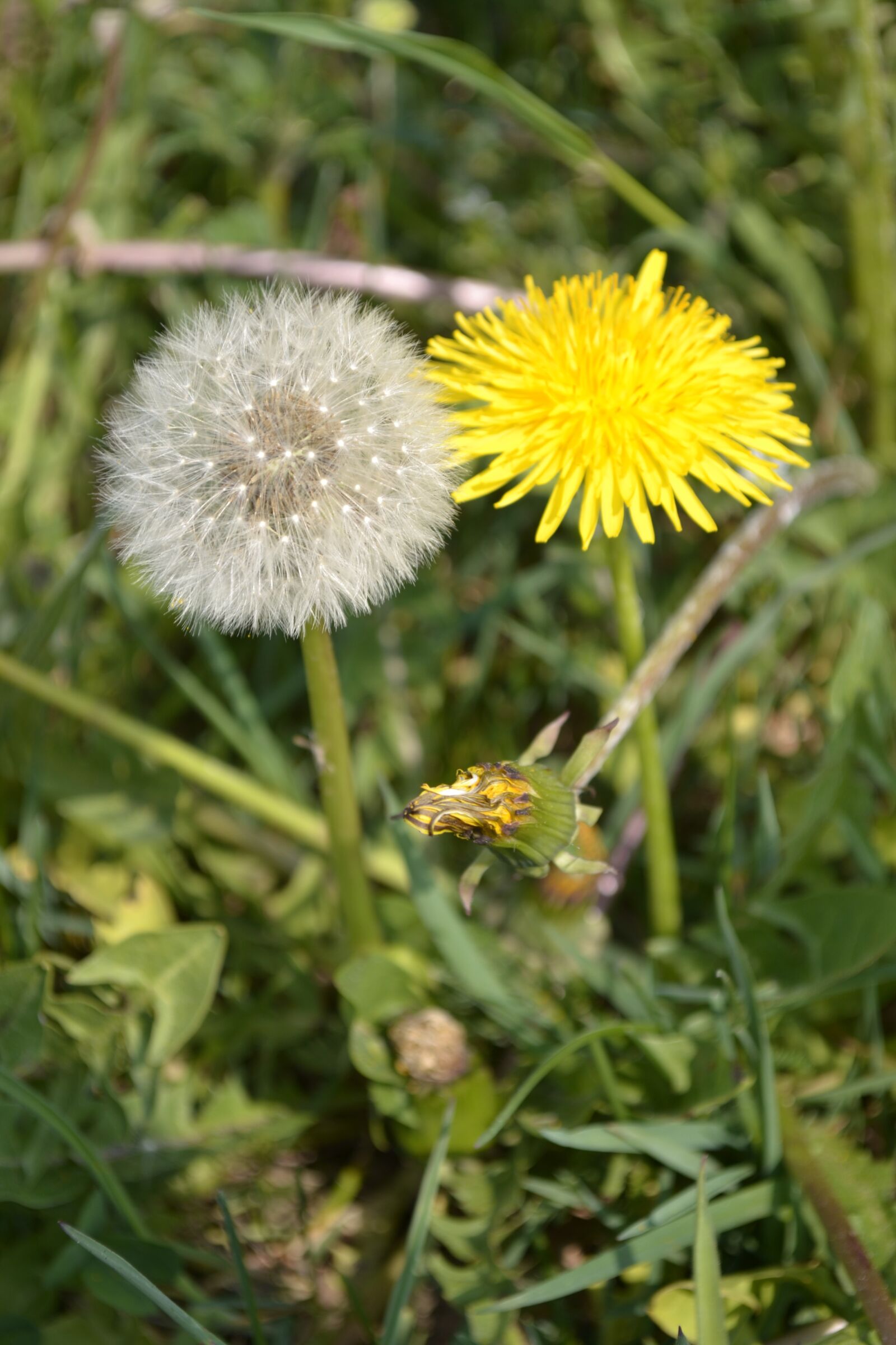 Nikon D3100 sample photo. Nature, plant, flower photography