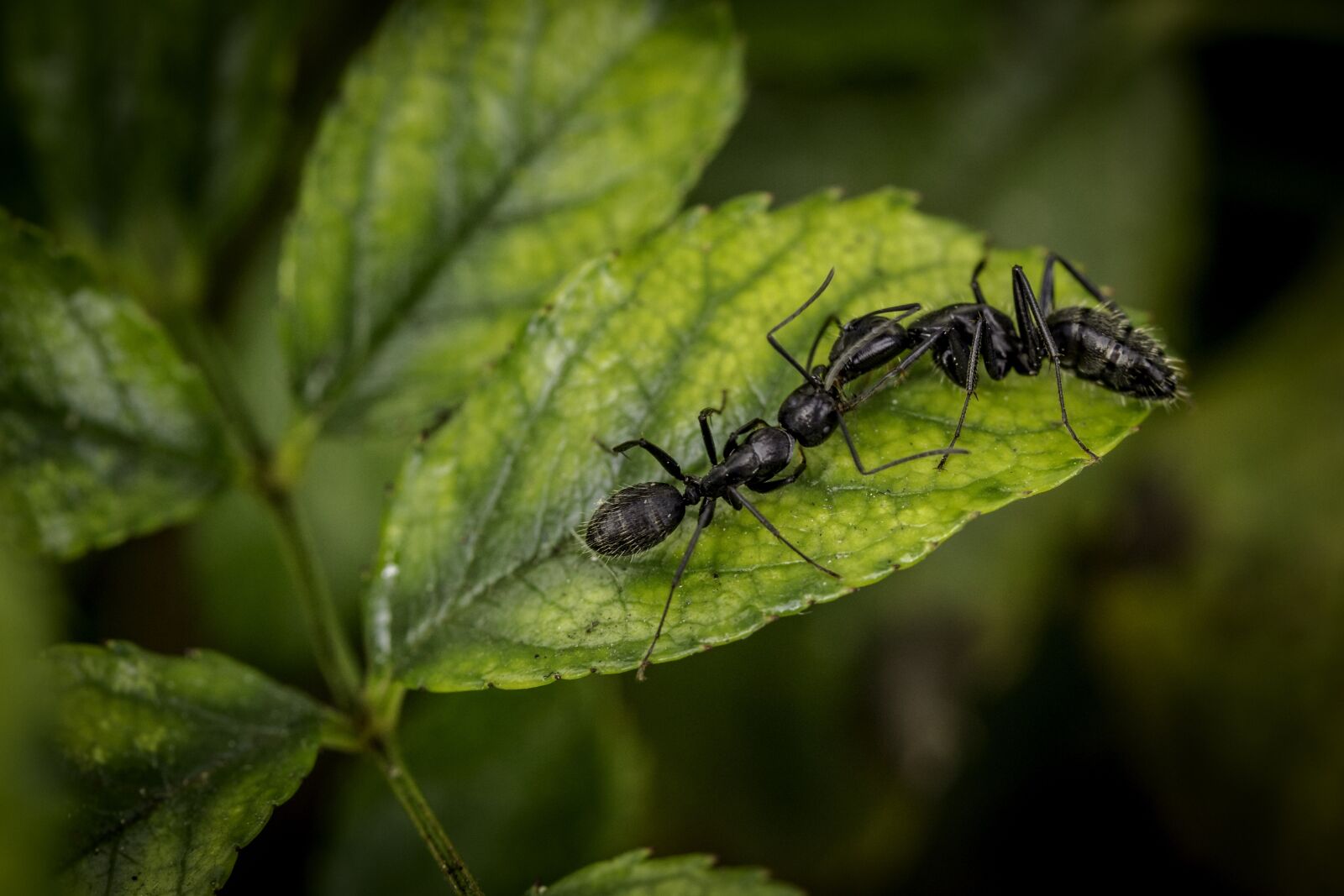 Canon EF-S 60mm F2.8 Macro USM sample photo. Ants, ant, nature photography