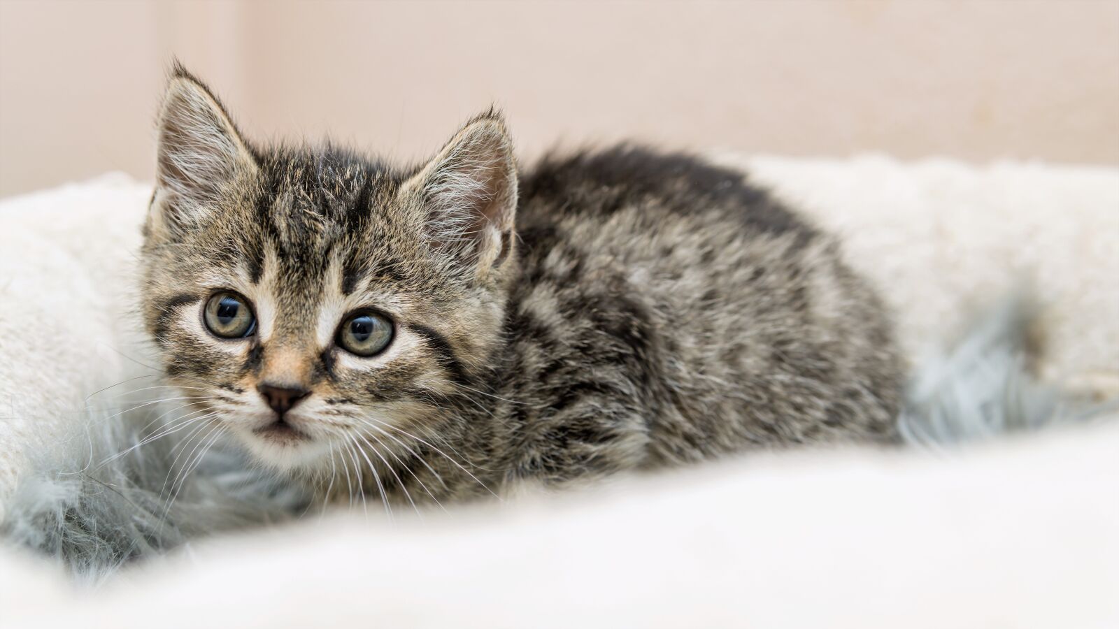 30mm F1.4 DC DN | Contemporary 016 sample photo. Kitten, cat baby, small photography