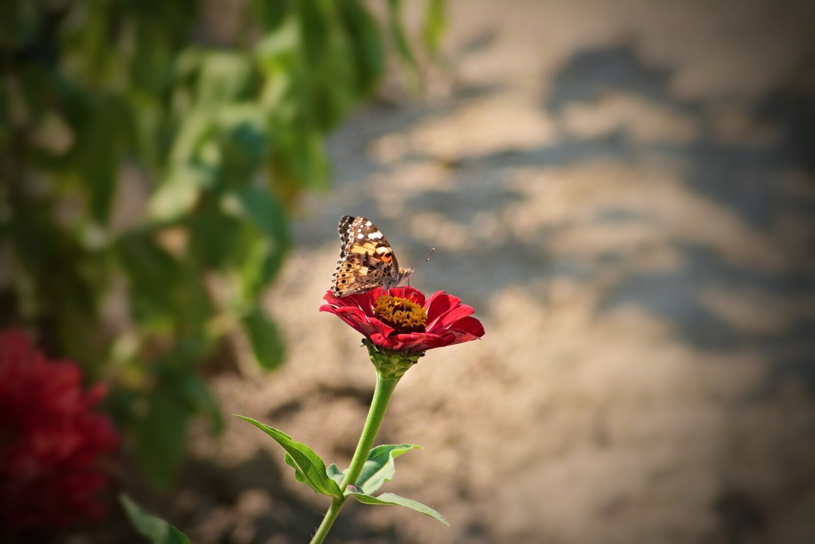 Canon EOS 400D (EOS Digital Rebel XTi / EOS Kiss Digital X) sample photo. Garden, flower, butterfly photography