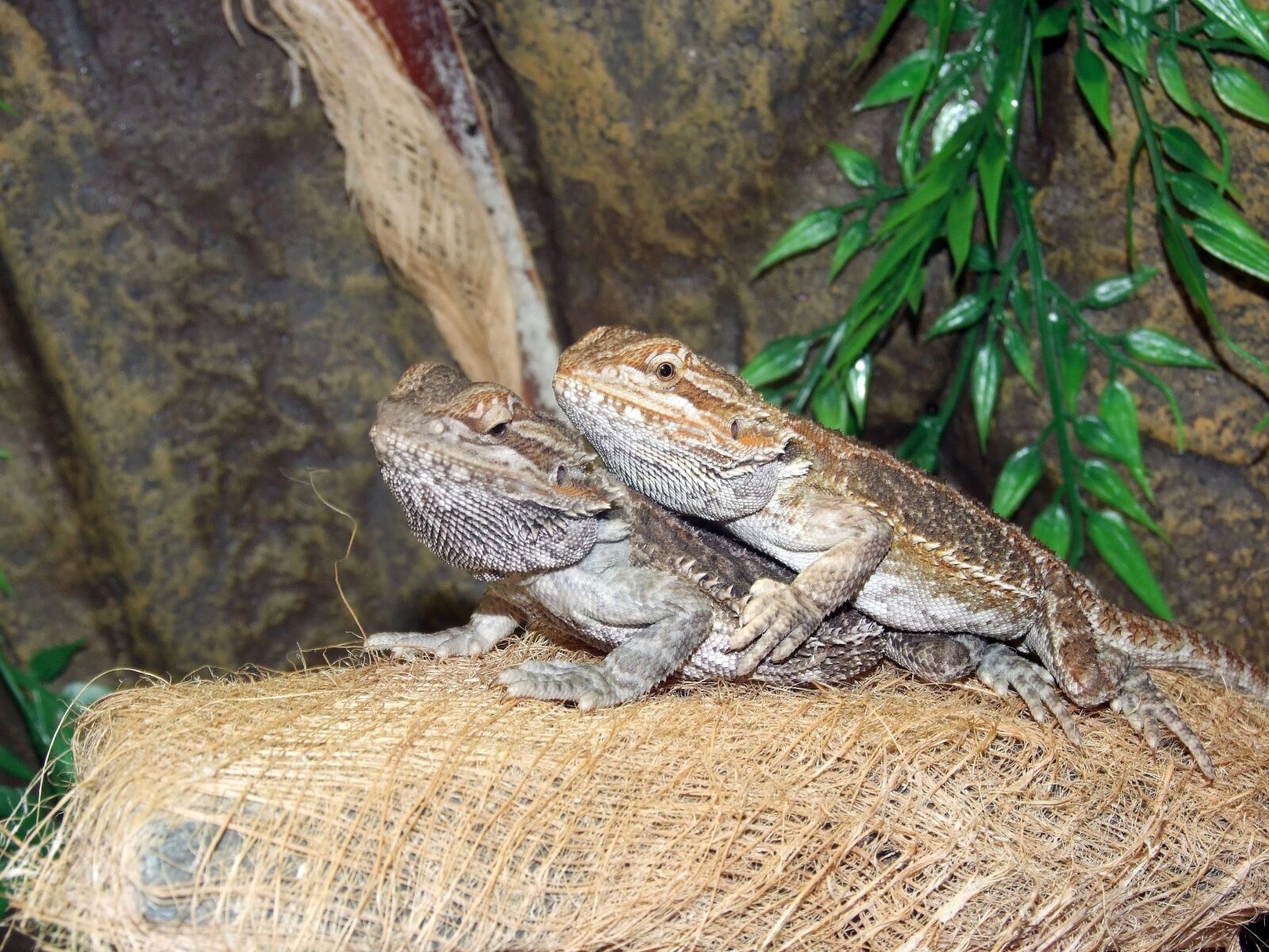 Fujifilm FinePix S6500fd sample photo. Agama bradatá, lizard, nature photography