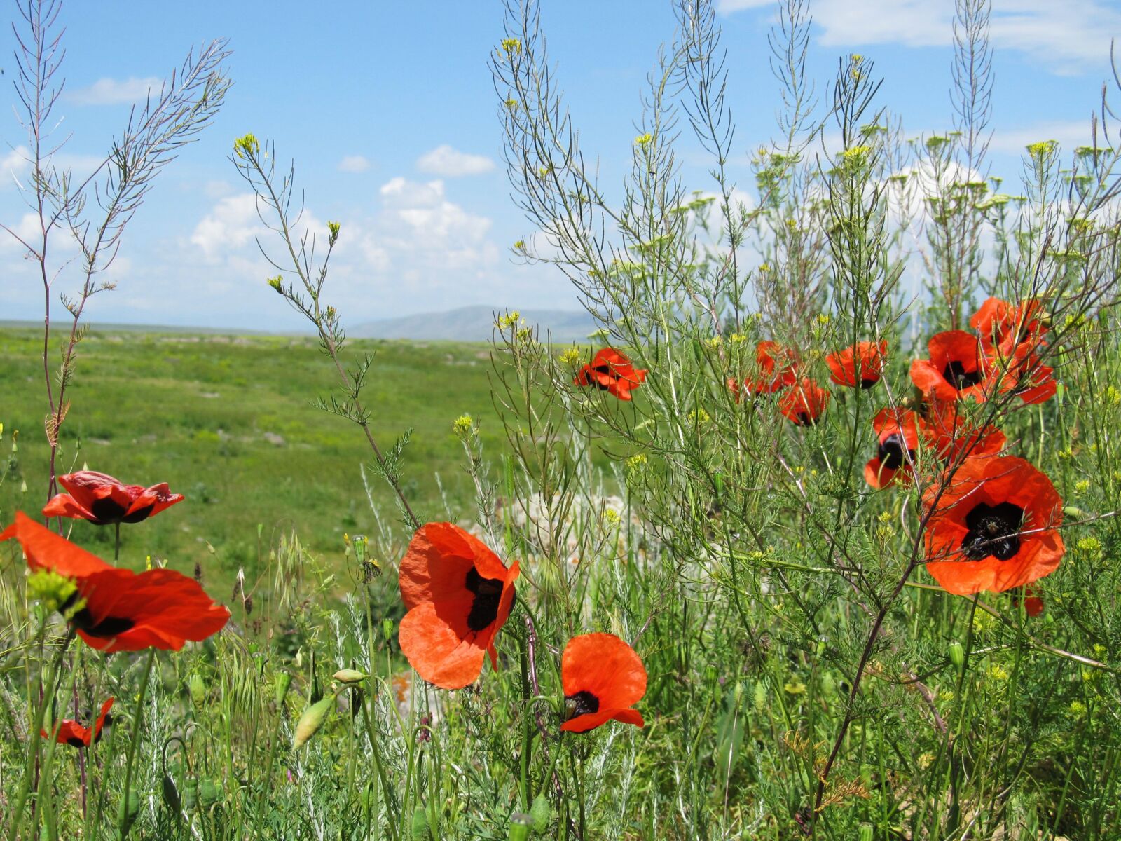 Canon PowerShot SX130 IS sample photo. Flowers, summer, landscape photography