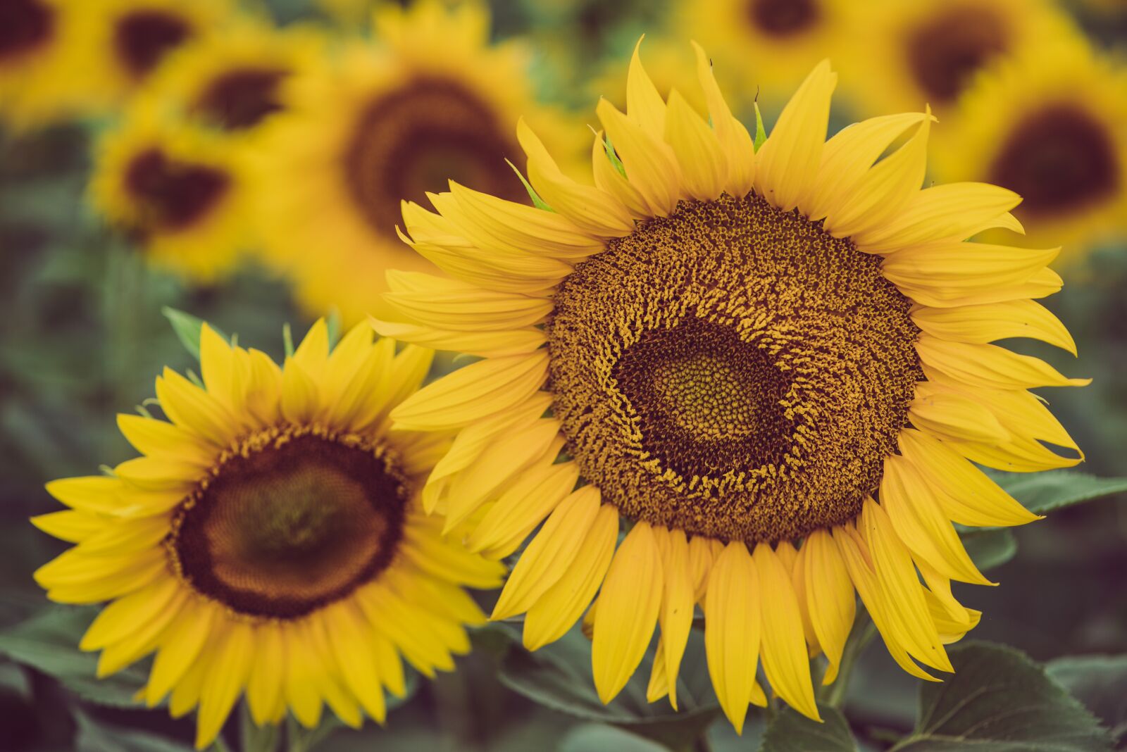 Nikon D750 sample photo. Sunflower, flower, plant photography