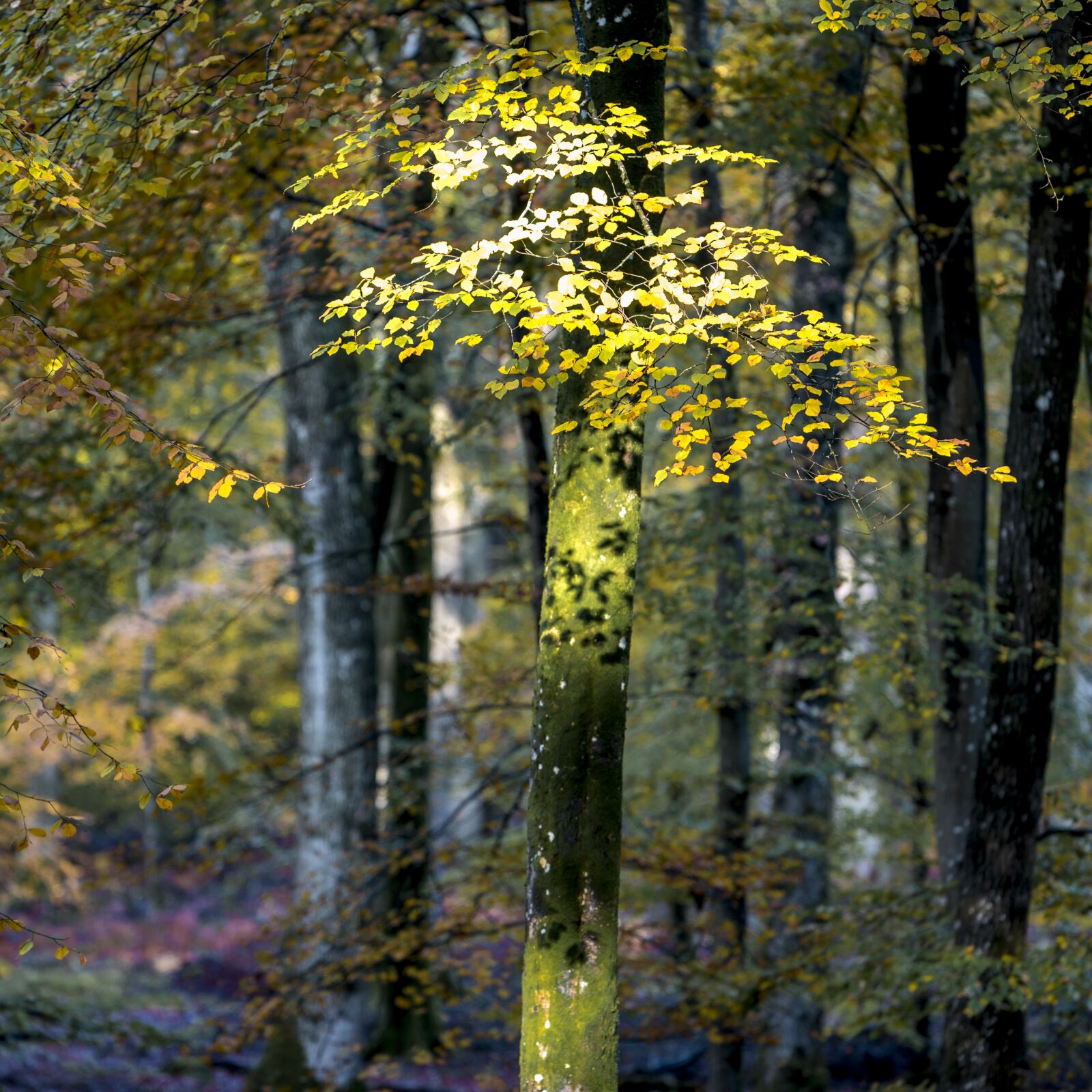 Nikon D800 sample photo. Tree, leaves, nature photography