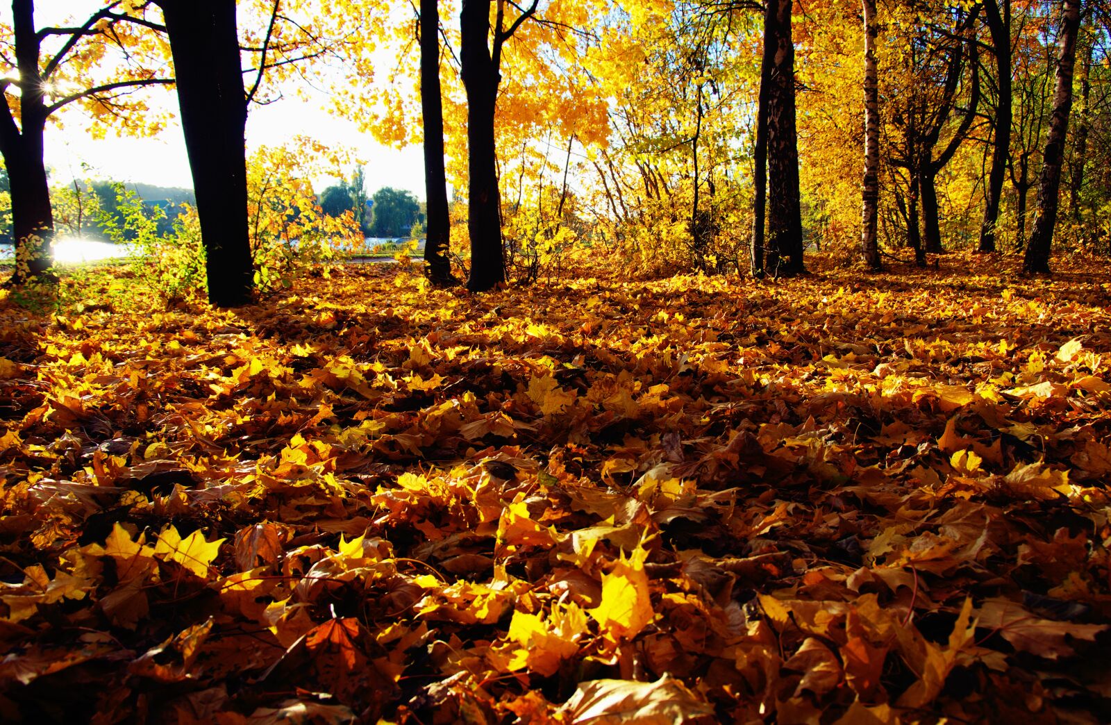 Pentax K-3 sample photo. Autumn, tree, leaf photography