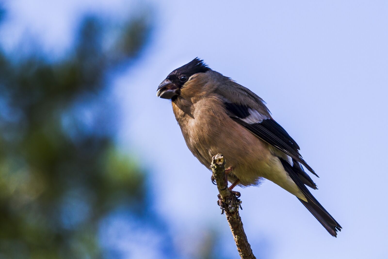 Canon EF 100-400mm F4.5-5.6L IS USM sample photo. The nature of the photography