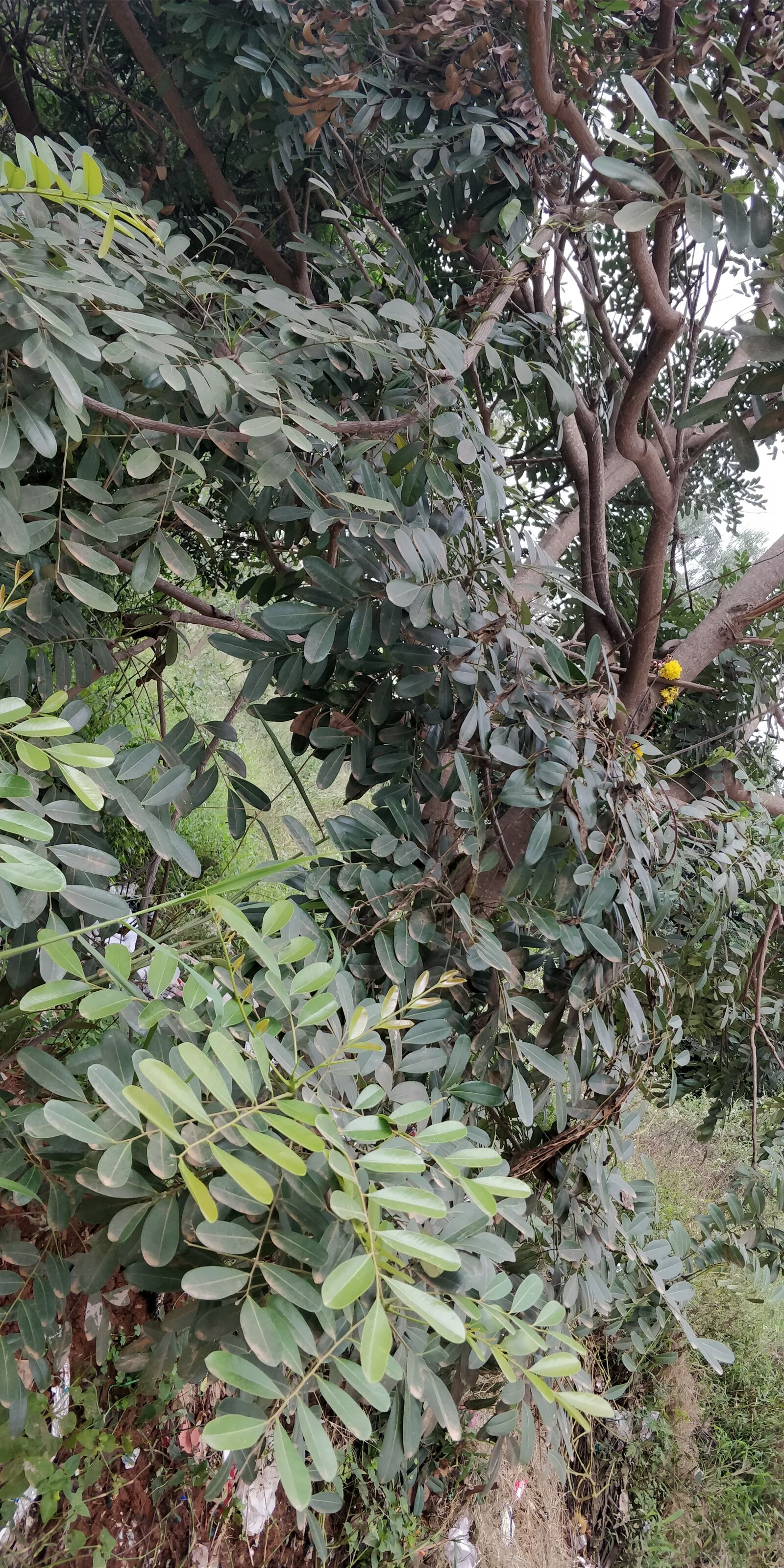 OnePlus 5T sample photo. Tree, natural photography