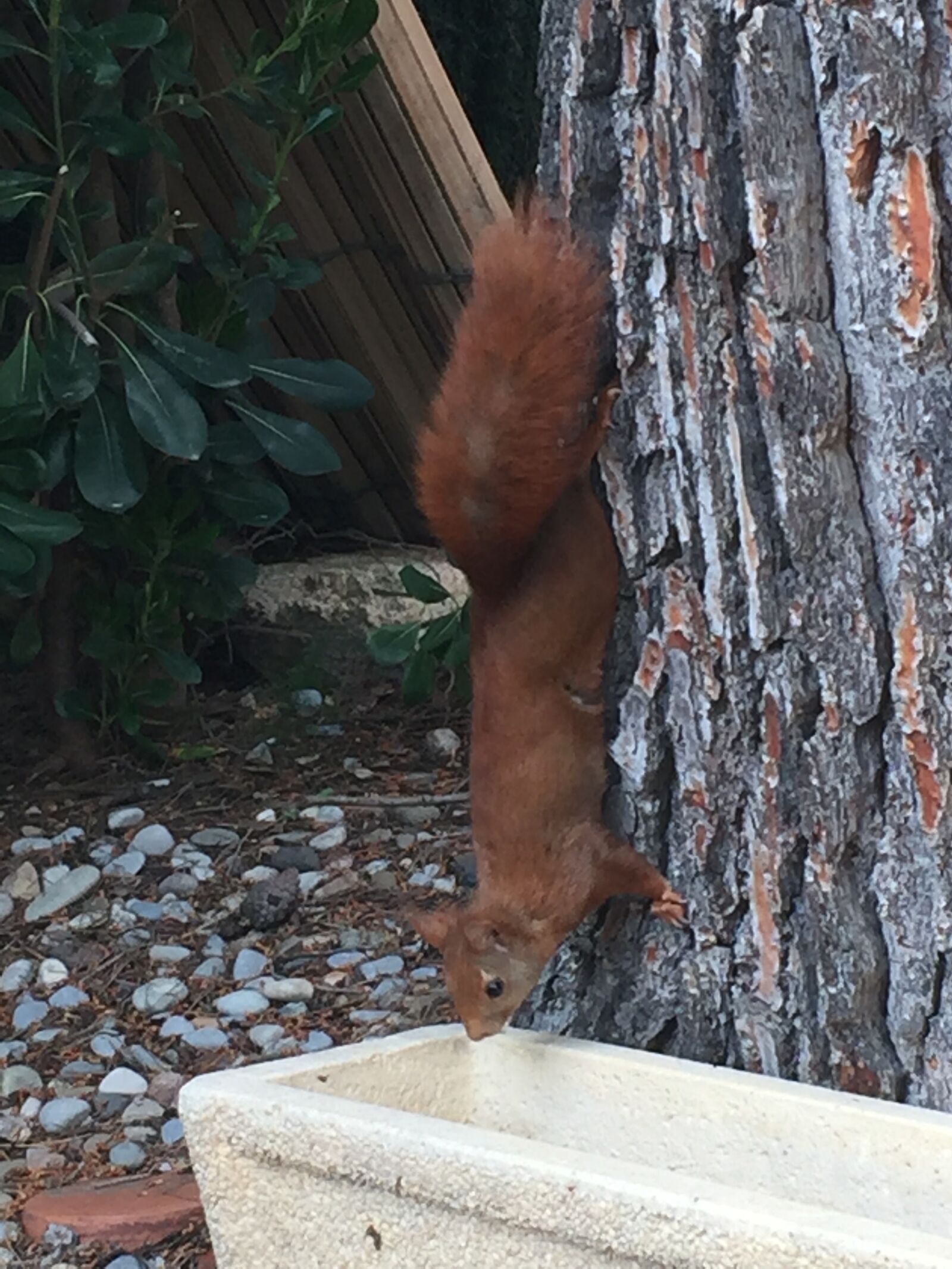 iPhone 6 back camera 4.15mm f/2.2 sample photo. Squirrel, animal, brown photography