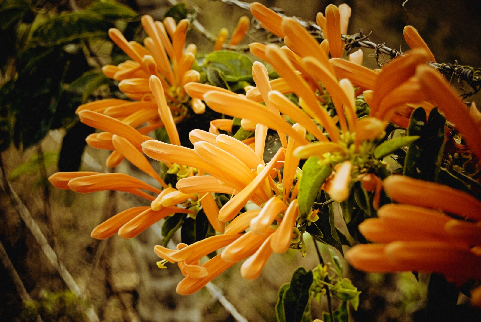 Nikon D40X sample photo. Plant, landscape, nature photography