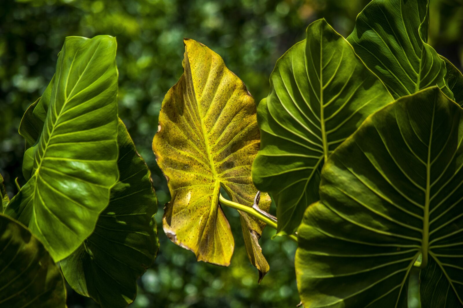 Nikon D5300 sample photo. Nature, forest, life photography
