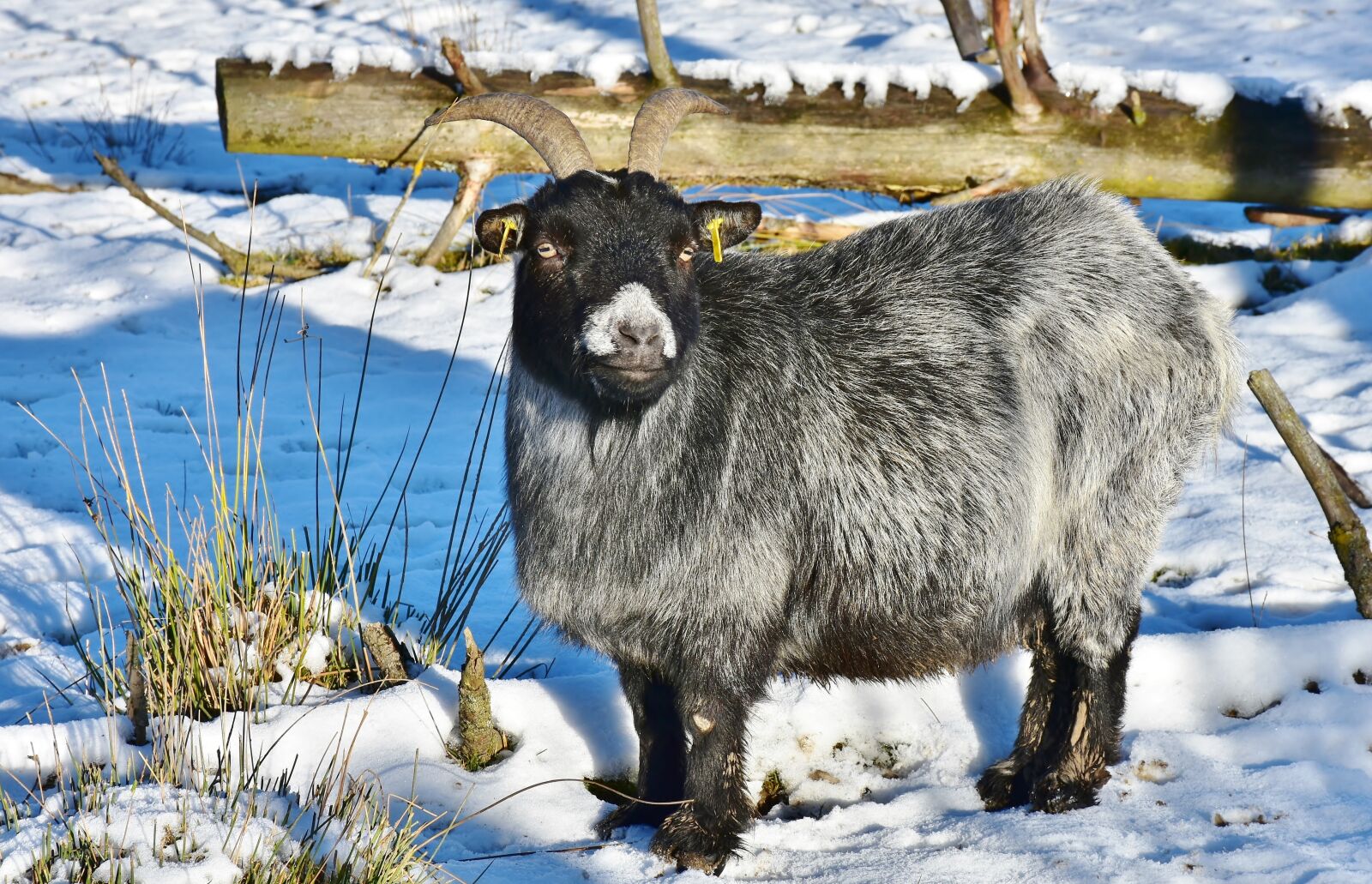Nikon D7200 sample photo. Goat, wildlife park, bock photography