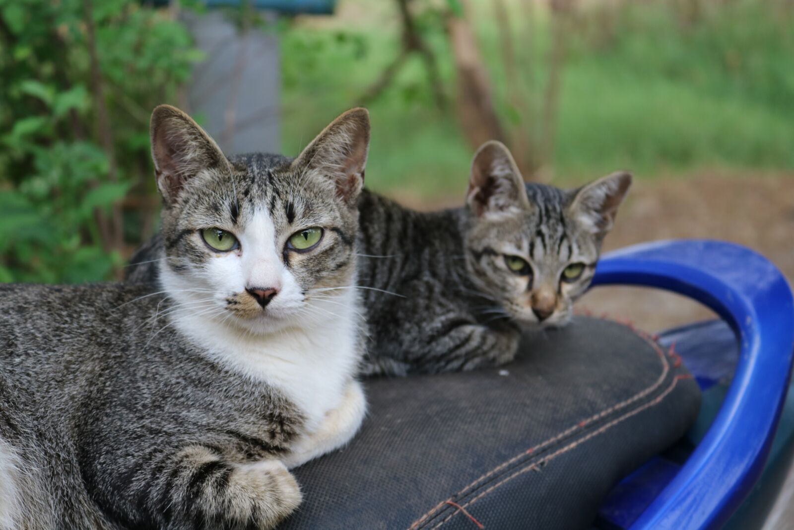 Canon EOS 750D (EOS Rebel T6i / EOS Kiss X8i) sample photo. Cat, eyes, face photography