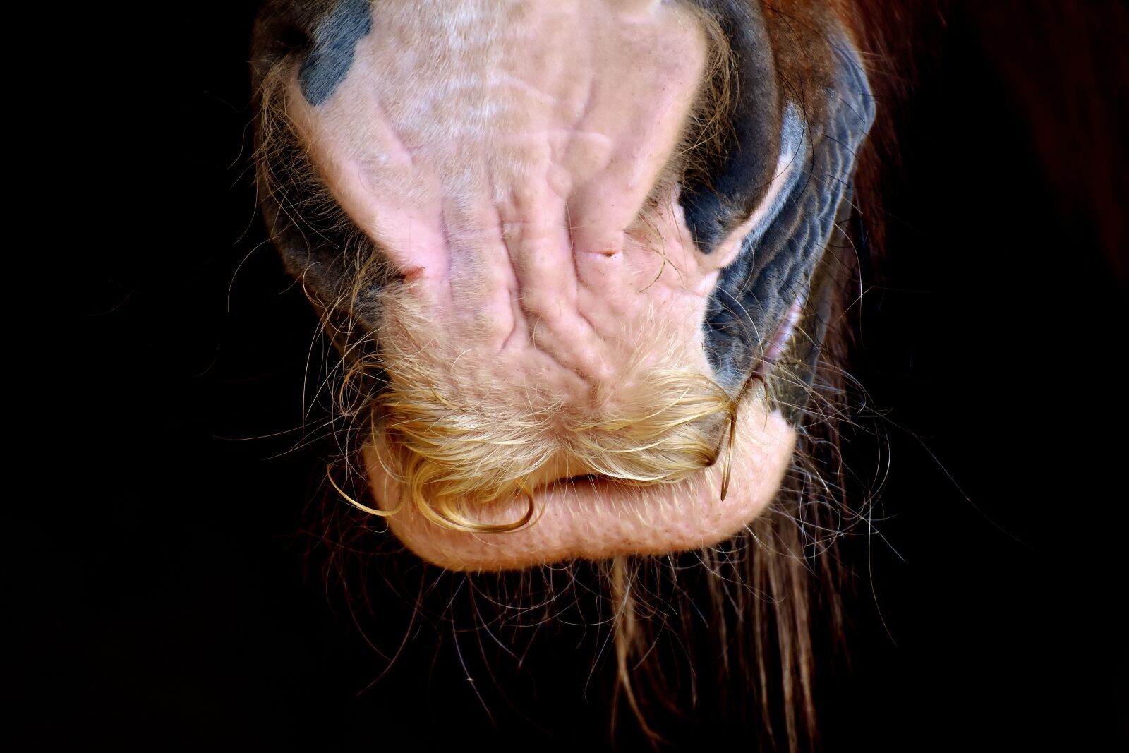 Nikon D7200 sample photo. Horse snout, shire horse photography