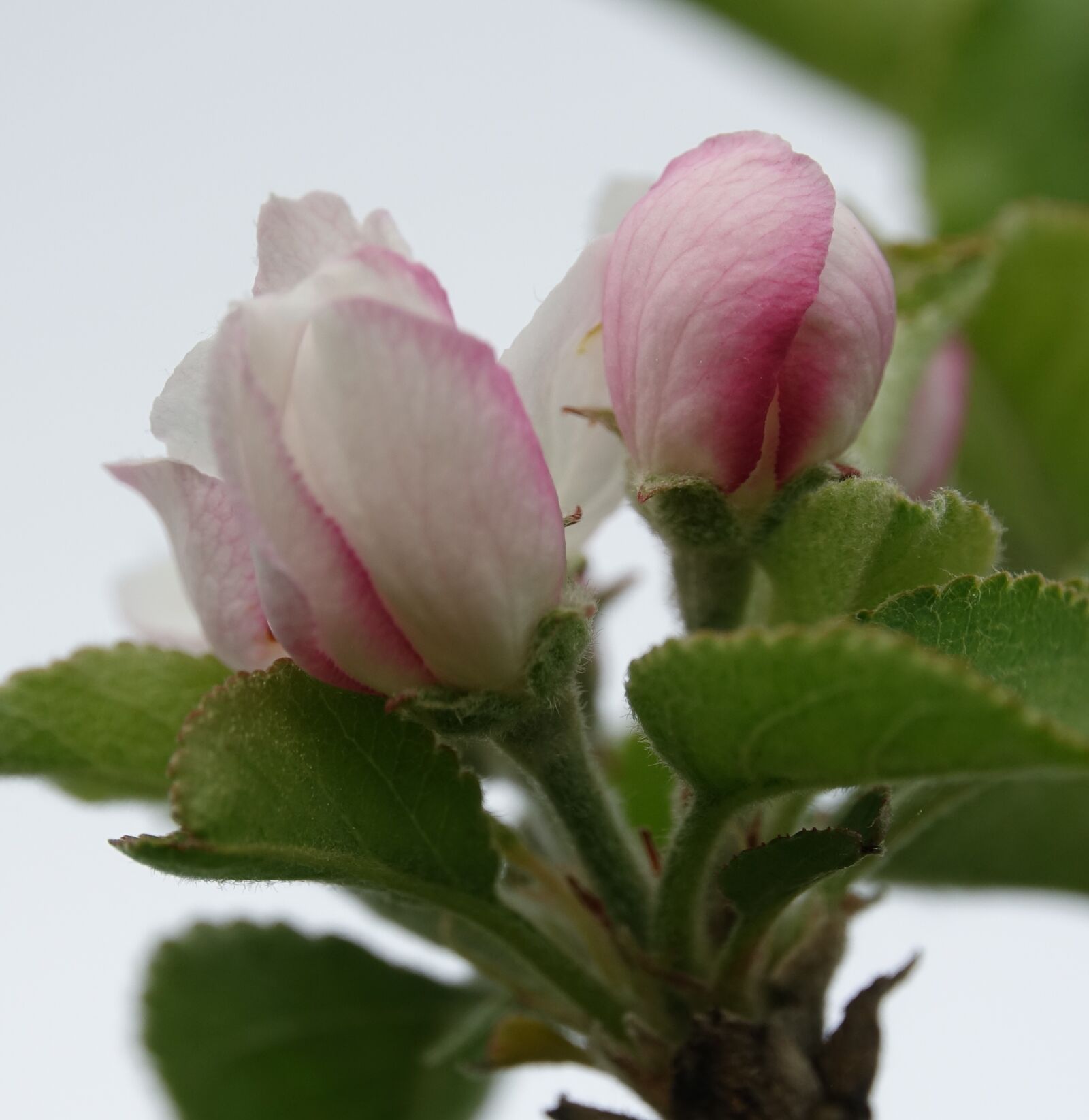 Sony Cyber-shot DSC-RX10 III sample photo. Flower, nature, plant photography