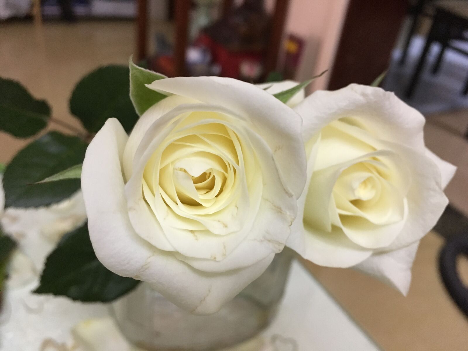 iPhone SE back camera 4.15mm f/2.2 sample photo. Circle, curve, white photography