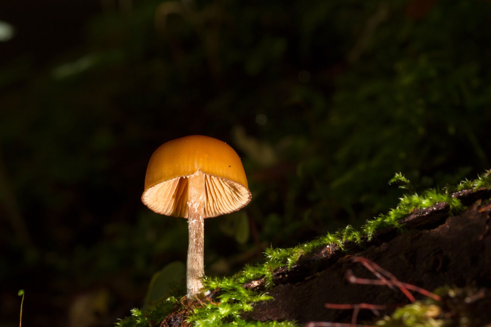 Canon EOS 7D sample photo. Mushroom, small mushroom, sponge photography