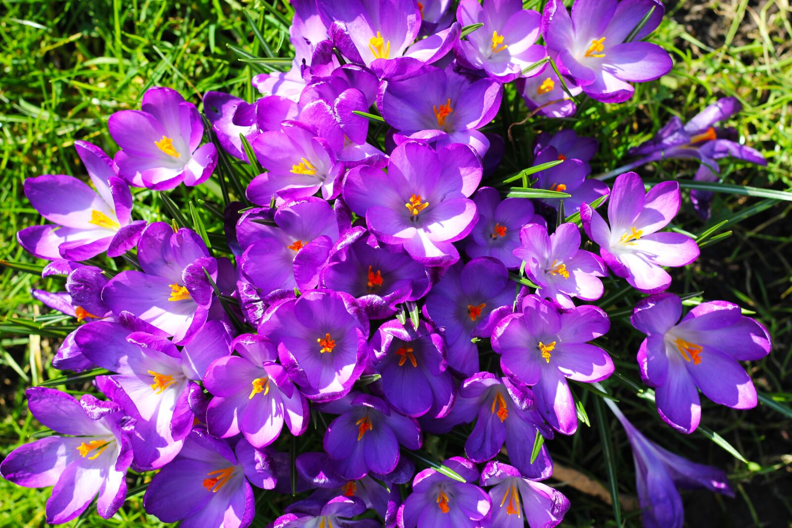 Canon EOS 550D (EOS Rebel T2i / EOS Kiss X4) sample photo. Crocus, flowers, purple photography