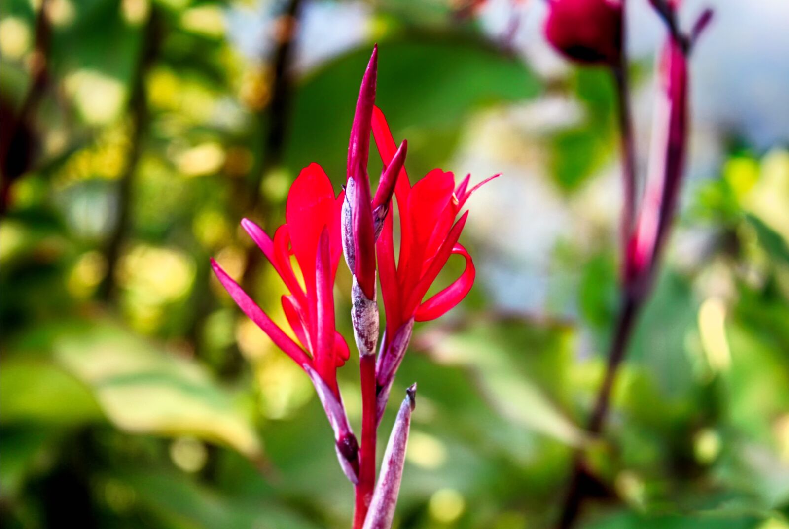 Canon EOS 1200D (EOS Rebel T5 / EOS Kiss X70 / EOS Hi) sample photo. Flowers, tanzania, forest photography