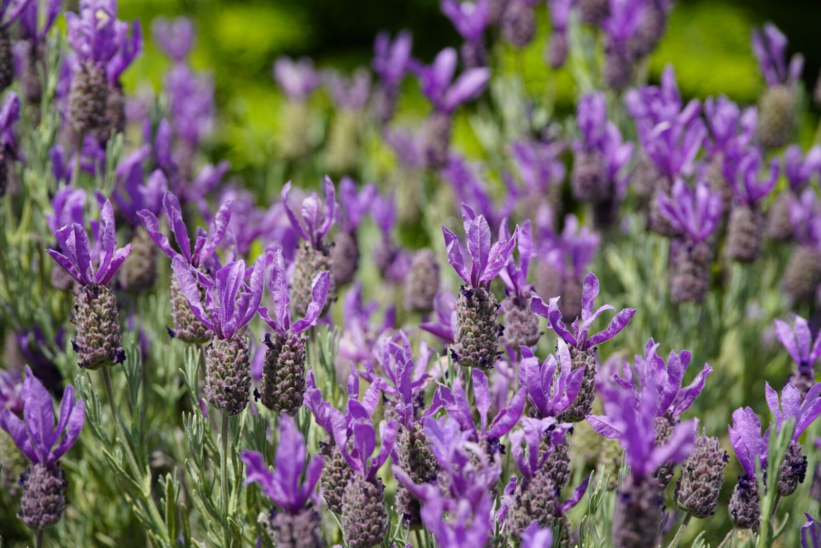Sony a7R II sample photo. Lavender, flowers, purple photography