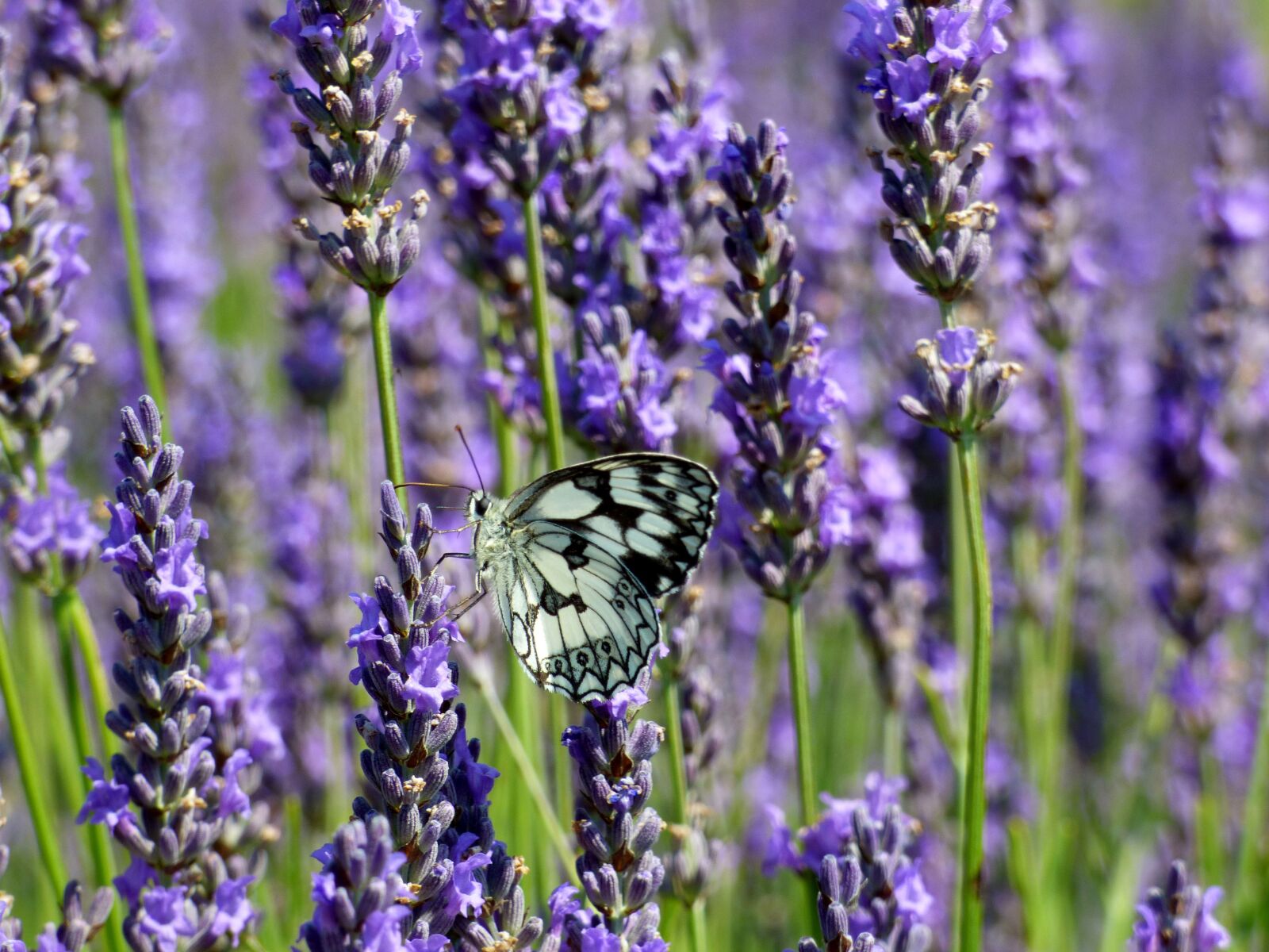 Panasonic DMC-FZ72 sample photo. Butterfly, white, lavender photography