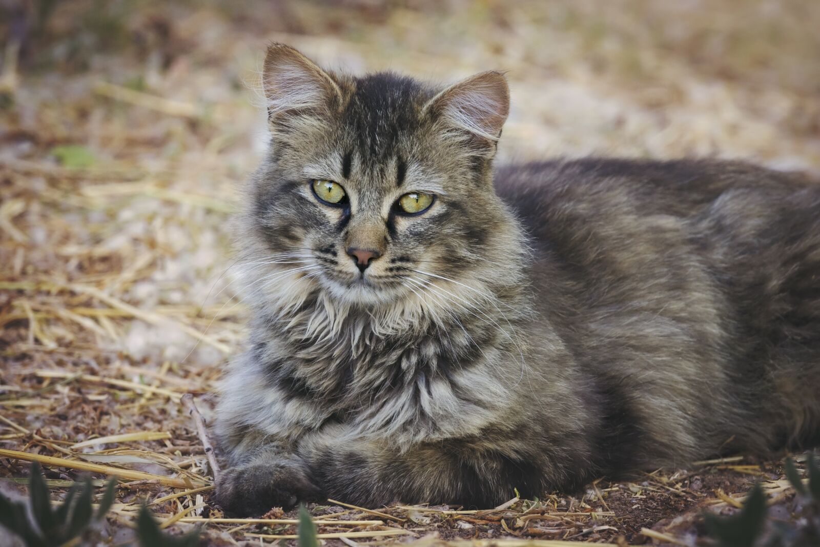 Nikon D7200 sample photo. Cat, animal, nature photography