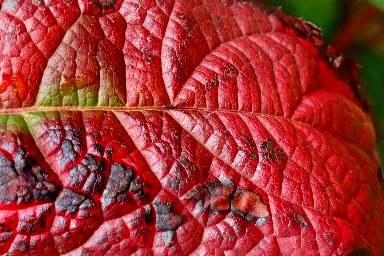 Olympus TG-5 sample photo. Leaf, hydrangea, autumn photography