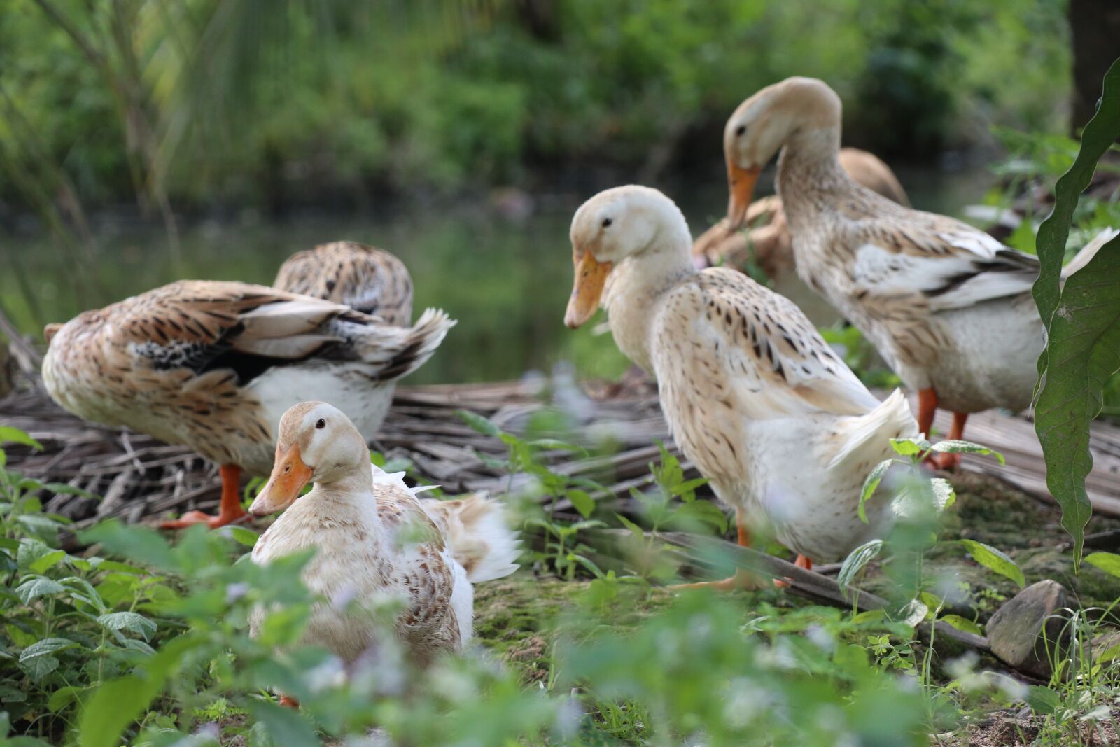 Canon EOS M6 sample photo. Ducks take a rest photography