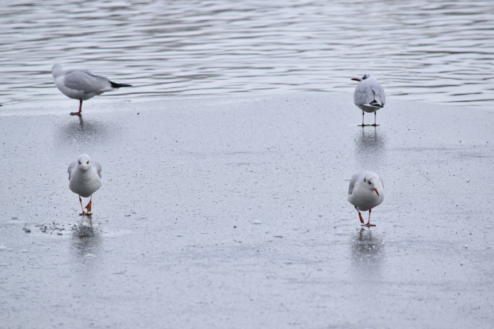 Nikon D5300 sample photo. Seagulls, winter, changing the photography