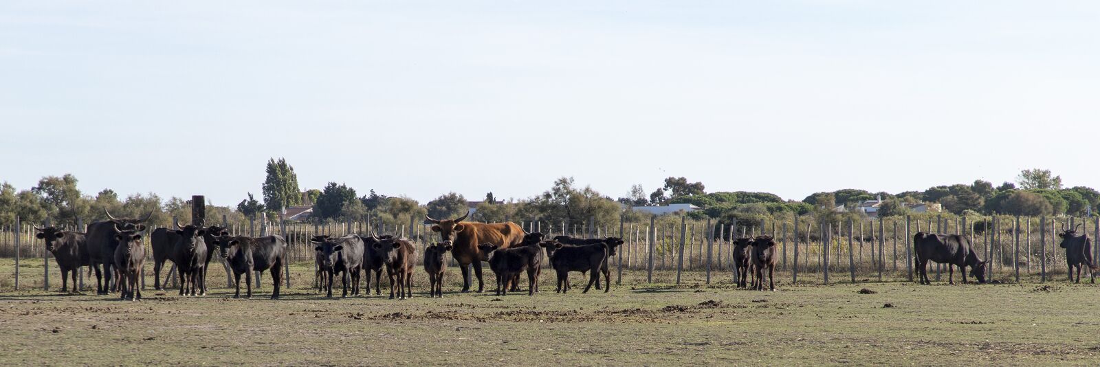 Canon EOS 6D Mark II sample photo. Camargue, bulls, horns photography