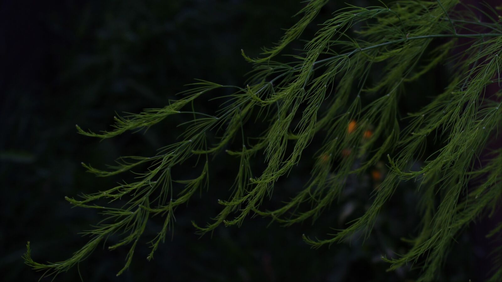 Canon EOS 1300D (EOS Rebel T6 / EOS Kiss X80) sample photo. Asparagus, black, branch photography