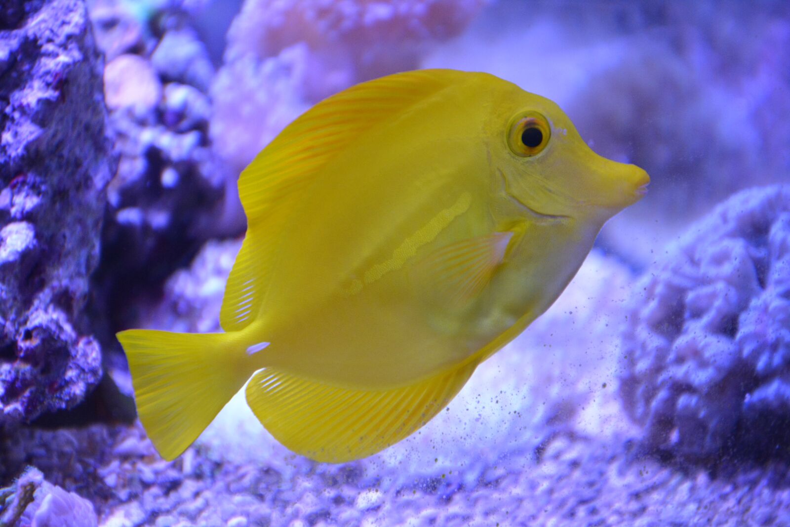 Nikon D5200 sample photo. Fish, flavescens, sea ​​water photography