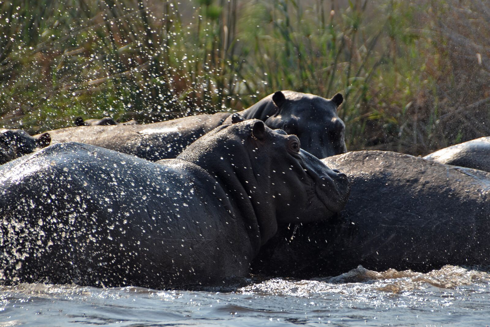 Nikon D5100 sample photo. Okavango, hippos, nature photography
