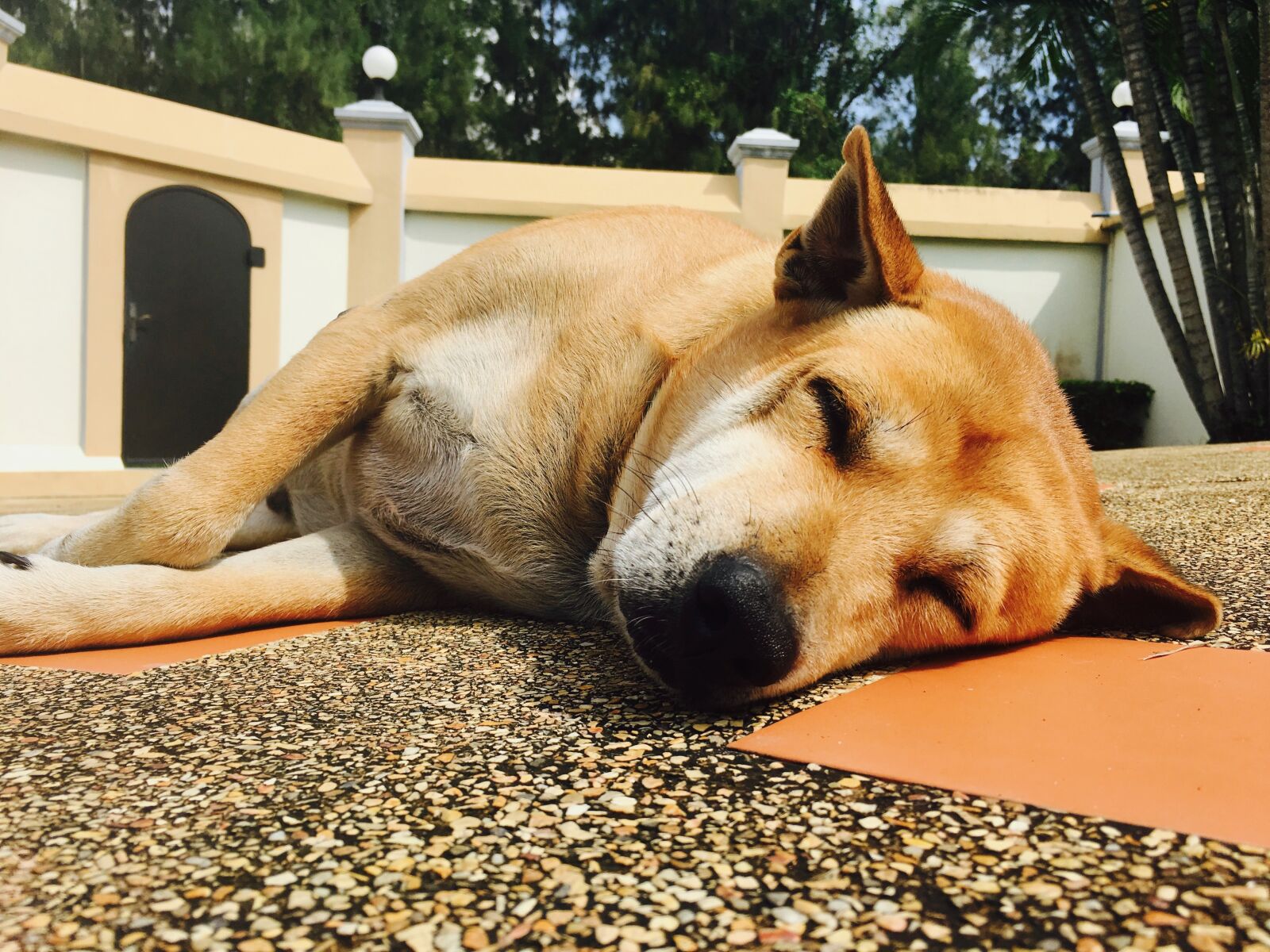 Apple iPhone 6s sample photo. Animal, pet, doggy photography