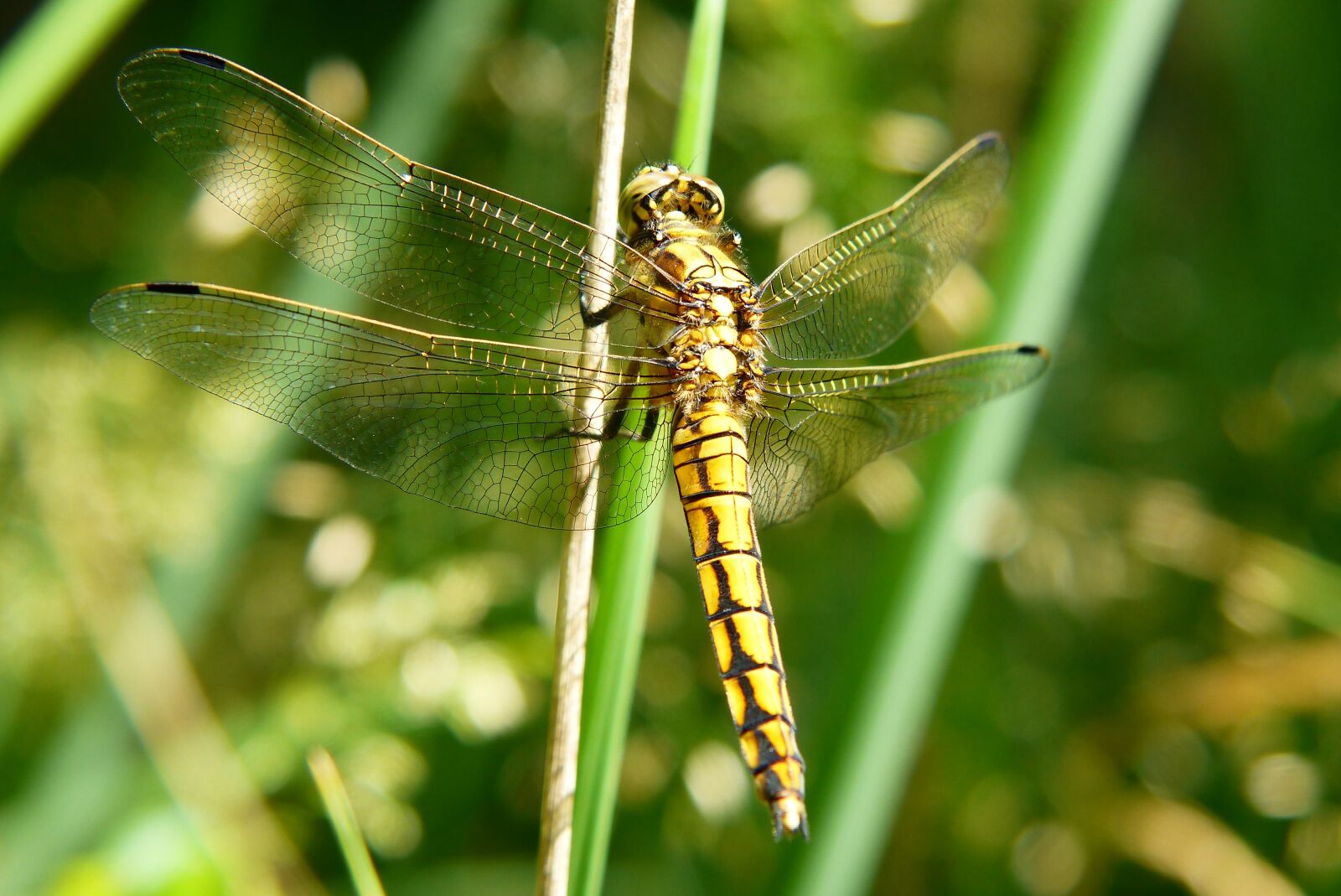 Panasonic Lumix DMC-FZ200 sample photo. Lecicha total, female, dragonflies photography