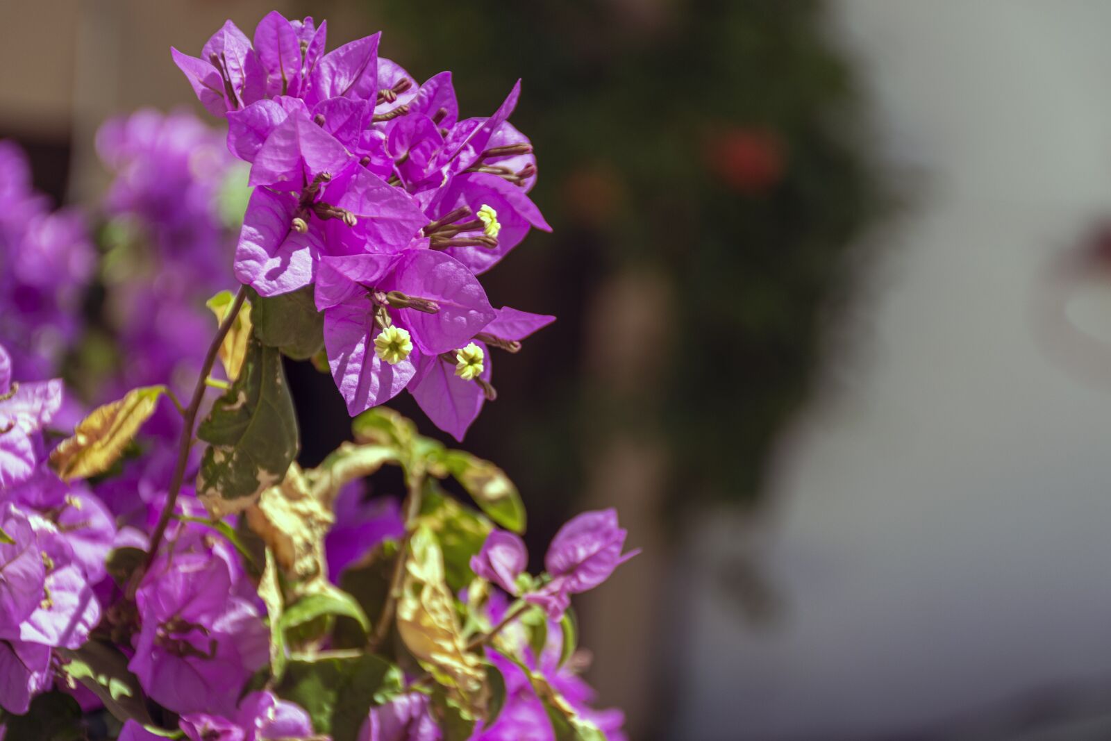 Nikon D7500 sample photo. Flower, bogamilia, blossom photography