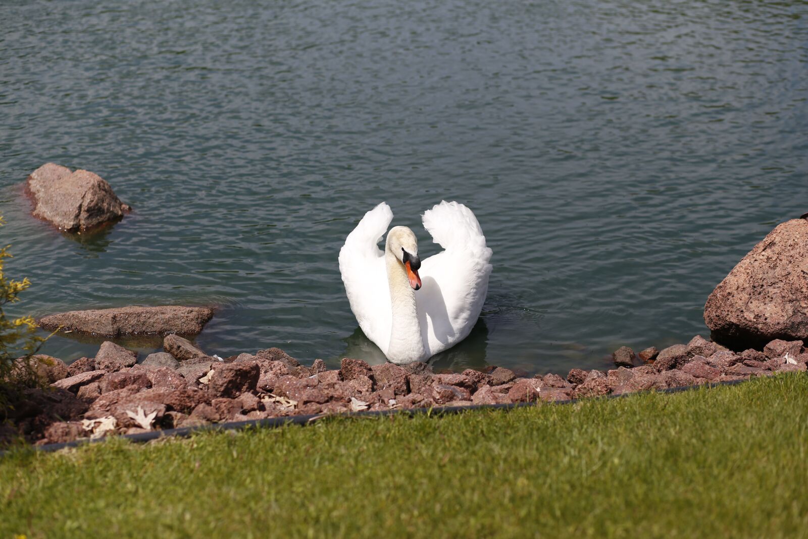 Canon EF 85mm F1.8 USM sample photo. Swan, bird, waterfowl photography