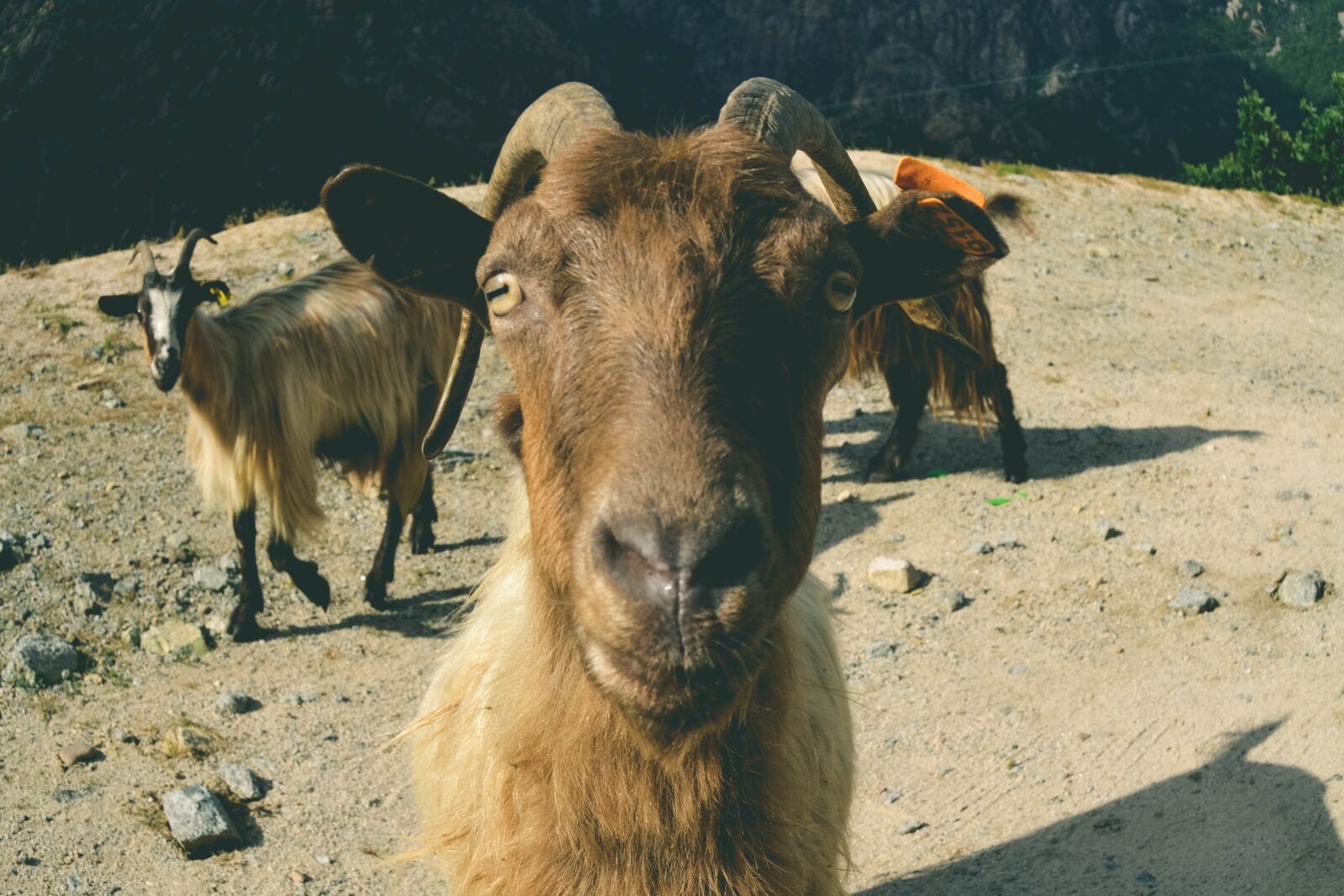 Nikon D3100 sample photo. Animal, animals, goat photography