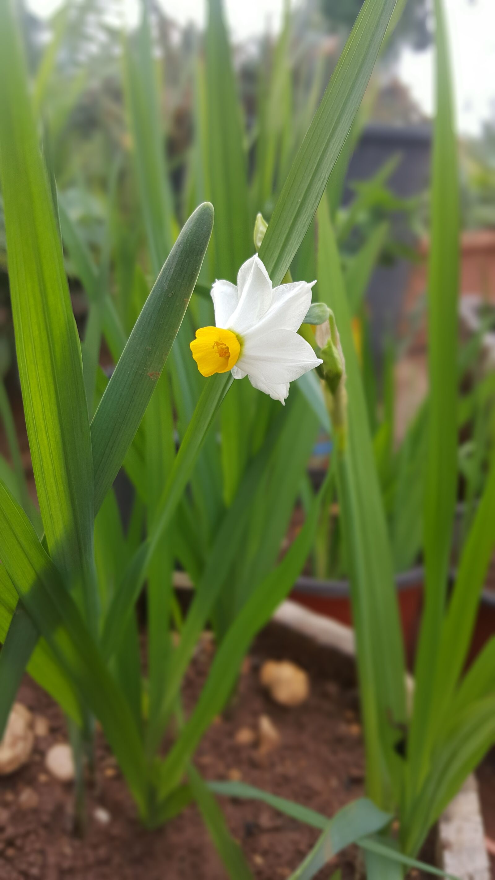 Samsung Galaxy Note5 sample photo. Winter, yellow, green photography