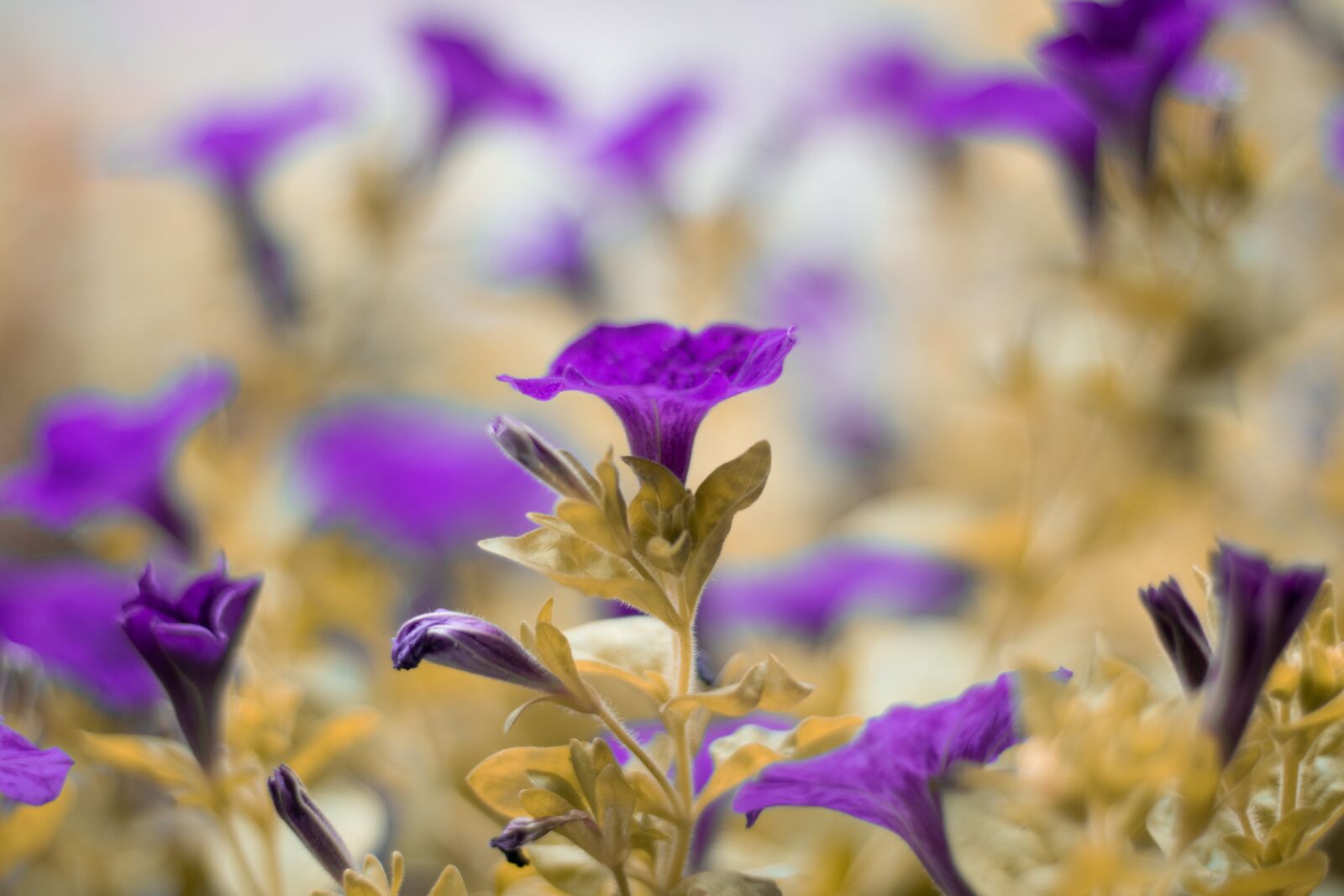 Canon EOS 750D (EOS Rebel T6i / EOS Kiss X8i) sample photo. Purple, garden, flowers photography
