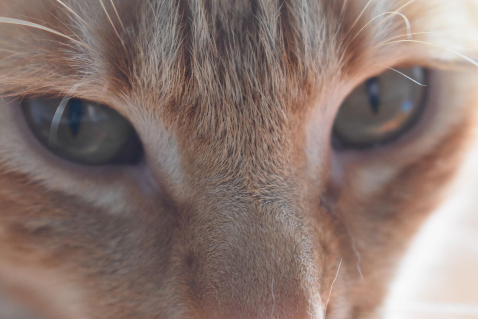 Nikon D3400 sample photo. Cat, gato, pet photography
