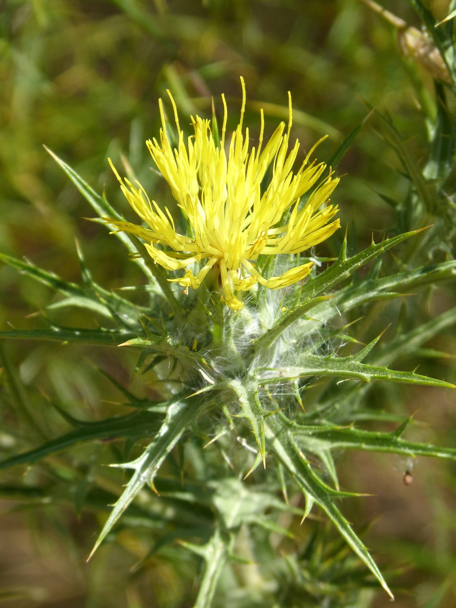 Panasonic DMC-FZ62 sample photo. Thistle, beauty, thorns photography