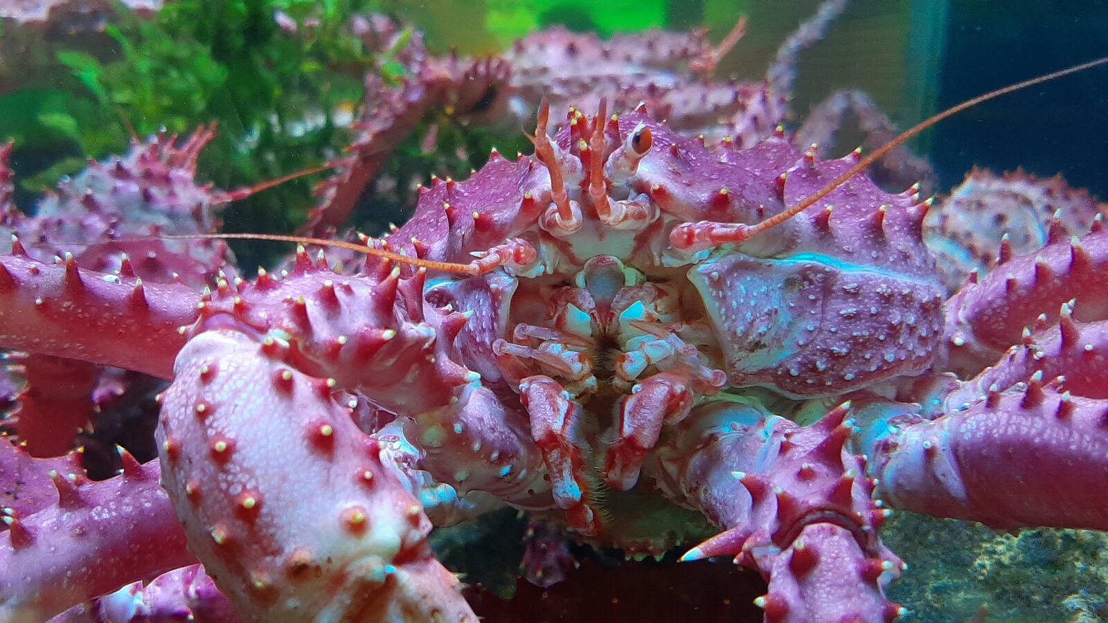 Samsung Galaxy A50 sample photo. Spider crab, crab, kingcrab photography
