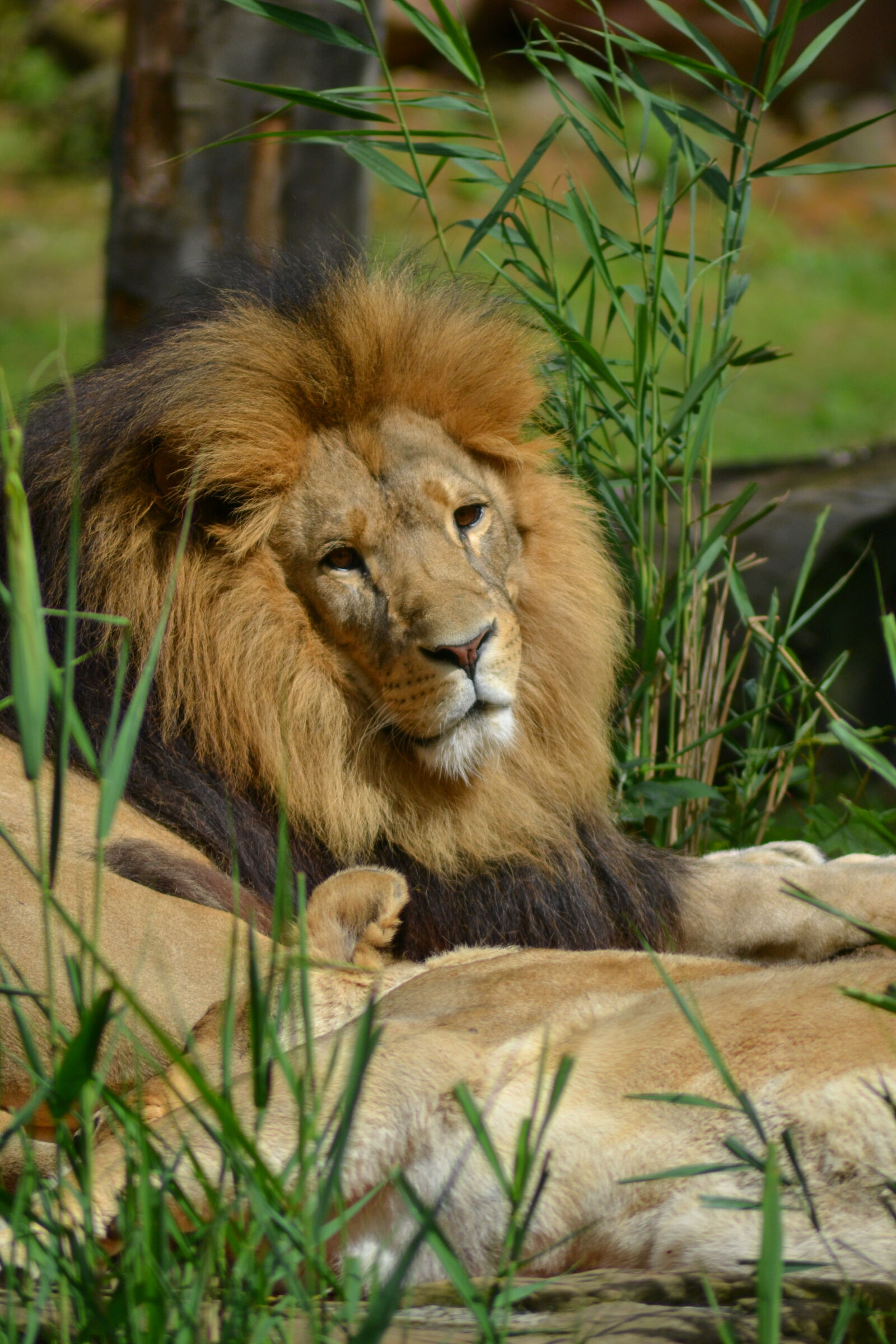 Nikon D3100 sample photo. Lion, mane photography