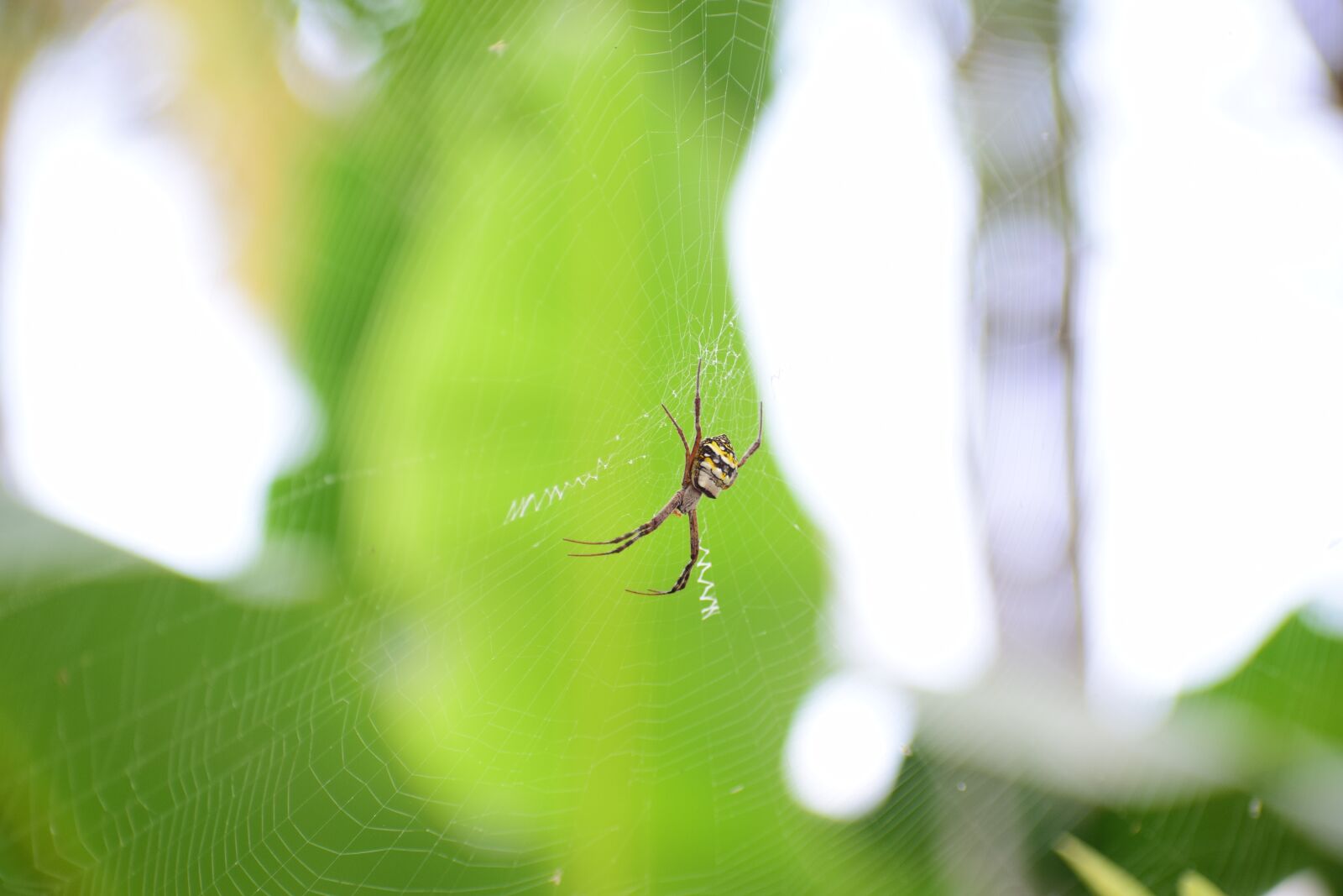 Nikon D5300 sample photo. Insect, nature, leaf photography