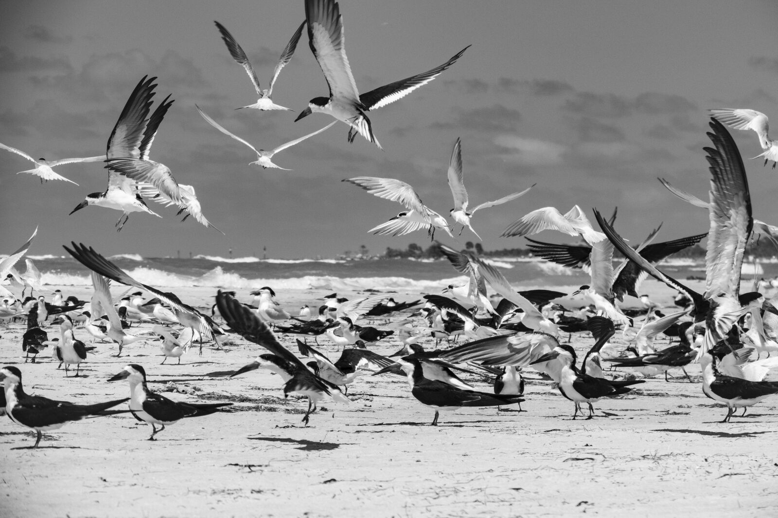 Canon PowerShot G3 X sample photo. Bird, swarm, birds photography