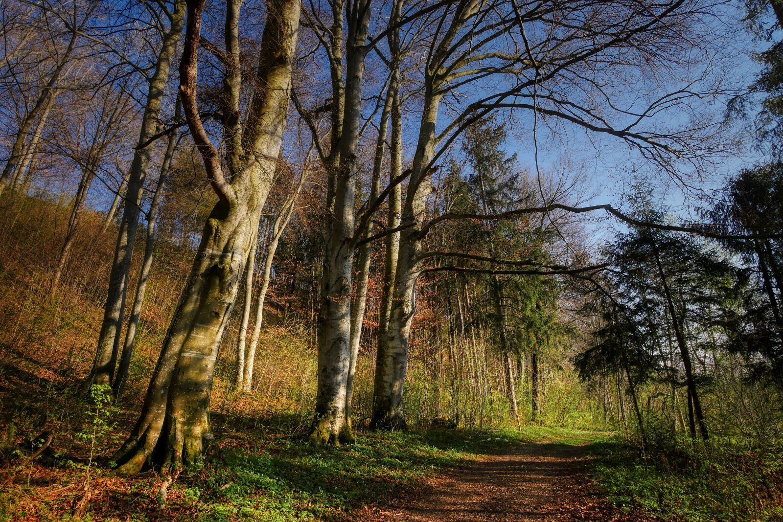 Panasonic Lumix DMC-GX8 sample photo. Forest, spring, sprout photography