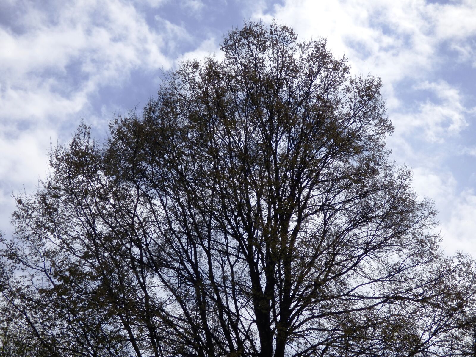 Panasonic DMC-FZ72 sample photo. Tree, sky, spreading photography